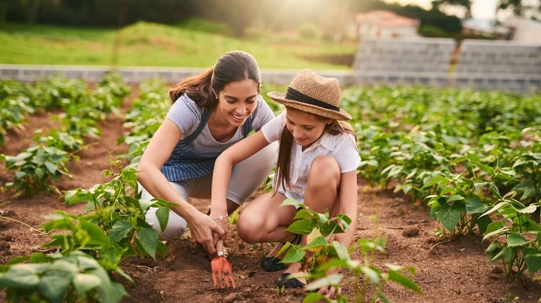 The Best Plants And Vegetables To Plant In Your Garden In August