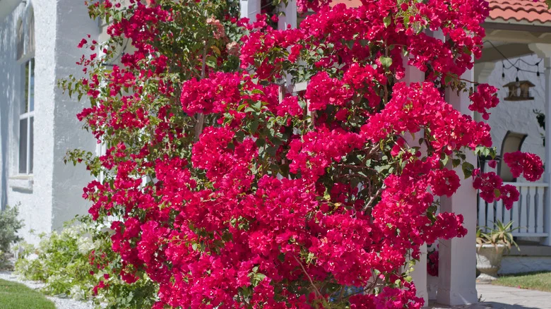 The Best Plants To Use To Create A Private Patio Space
