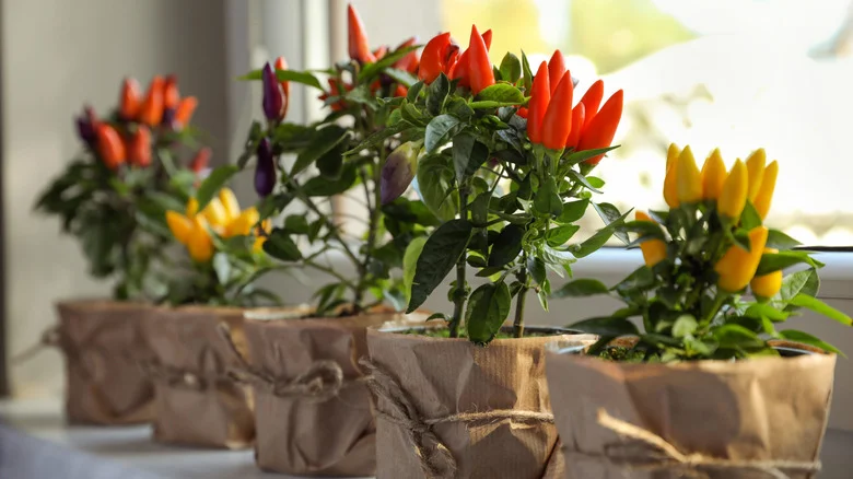 The Best Small Pepper Plants To Grow If You Have Limited Garden Space