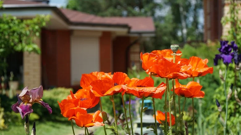 The Best Spot In Your Garden To Plant Poppies