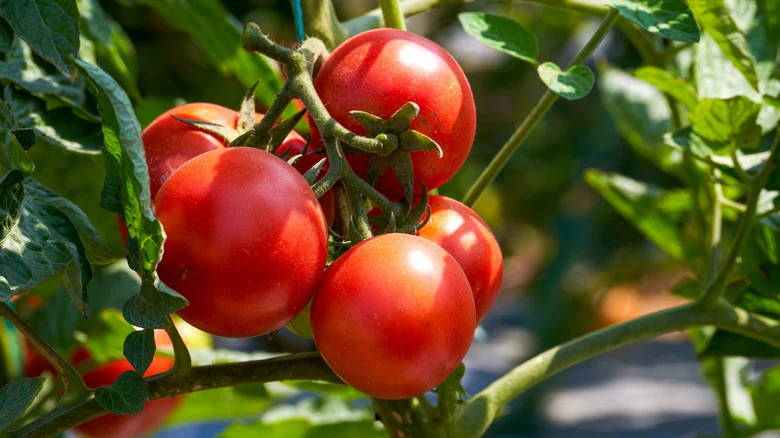 The Best Spot To Plant Tomatoes In Your Vegetable Garden—and Why It Matters