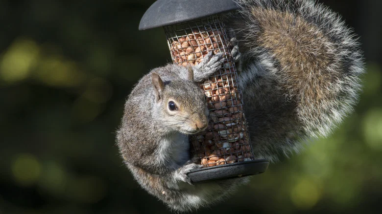 The Best Squirrel-Proof Bird Feeder Pole Is One You Can Make Yourself