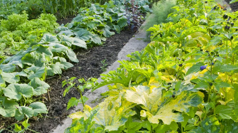 The Best Summer Squash Beginner Gardeners Can Easily Grow