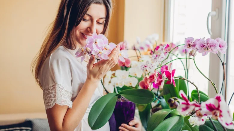 The Best Thing You Can Do For Your Orchid’s Long-Term Health
