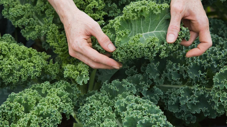 The Best Time Of Day To Harvest Kale