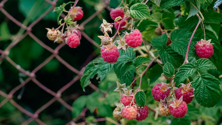 The Best Time Of Year To Plant A Raspberry Bush In The Garden