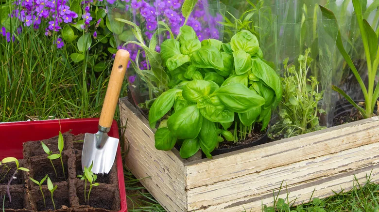 The Best Time Of Year To Plant Basil In Your Garden For A Flavorful Harvest