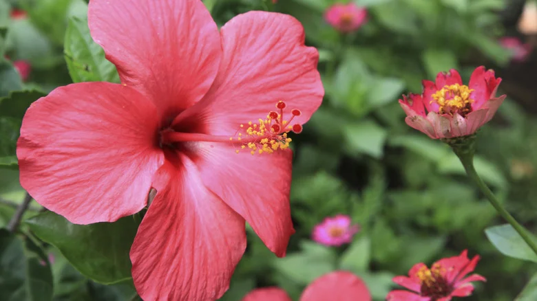 The Best Time Of Year To Plant Gorgeous Hibiscus In Your Garden
