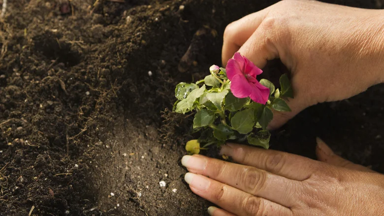 The Best Time Of Year To Plant Impatiens For Beautiful Blossoms