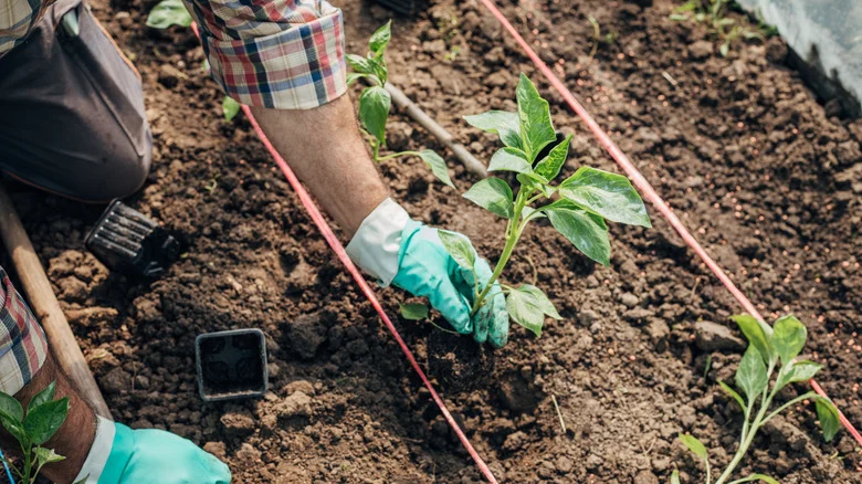 The Best Time Of Year To Plant Peppers In The Garden For A Delicious Harvest