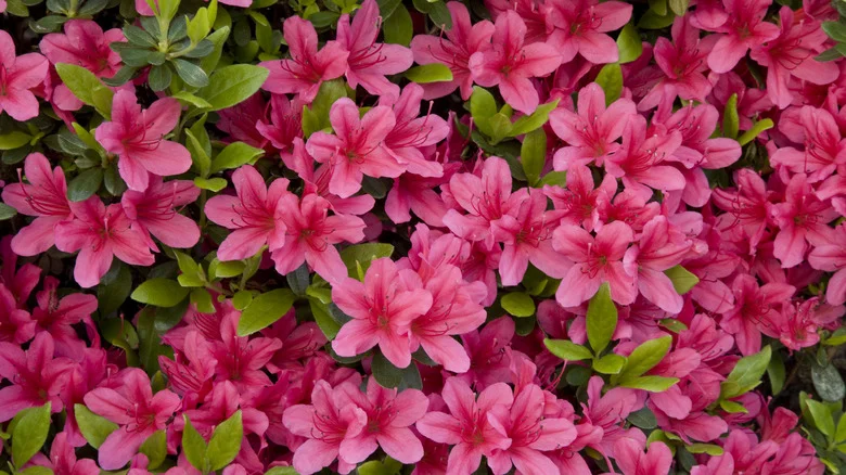 The Best Time Of Year To Prune Azaleas For Stunning Blooms