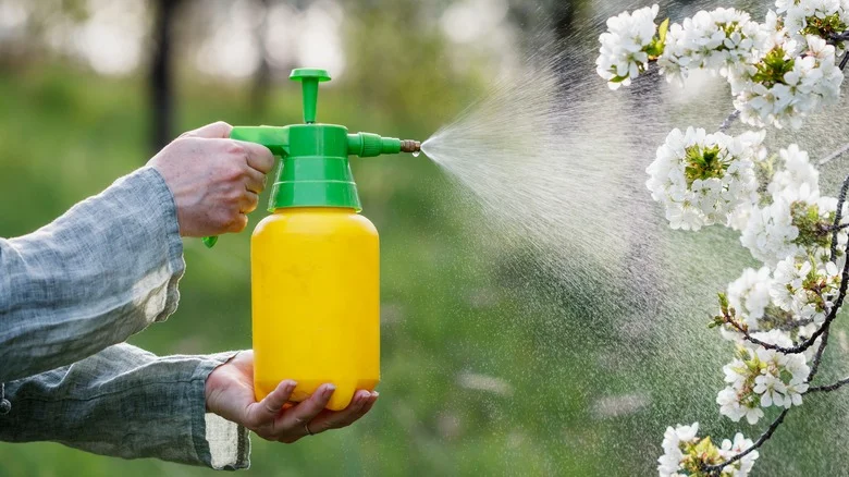 The Best Time Of Year To Spray Fruit Trees To Prevent Worms In Your Fruit