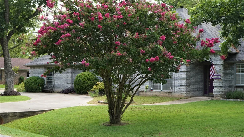 The Best Time Of Year To Trim A Crepe Myrtle For Stunning Spring Blooms
