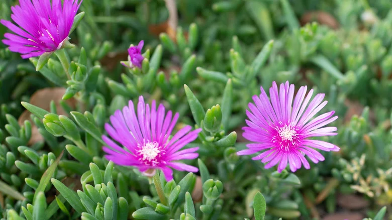 The Best Time To Add Ice Plant Succulents To Your Garden