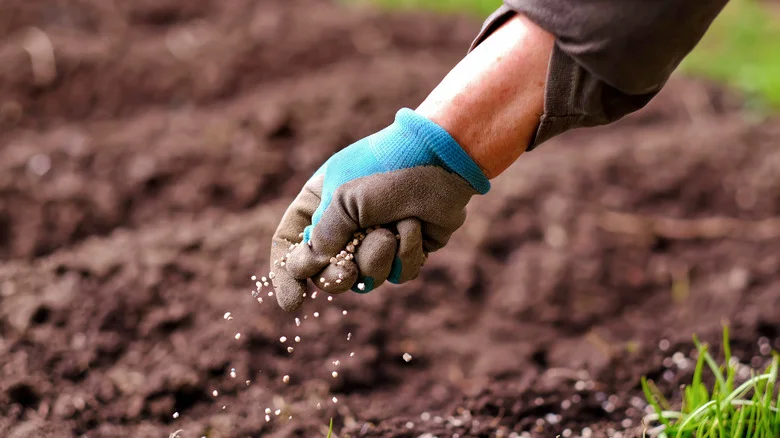 The Best Time To Dormant Seed A Lawn (& How To Do It Correctly)