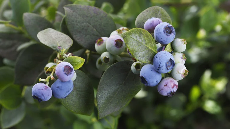 The Best Time To Fertilize Your Blueberry Plants