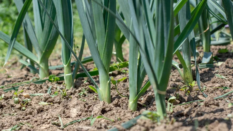 The Best Time To Harvest Leeks