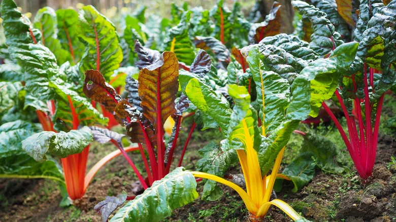 The Best Time To Harvest Swiss Chard From Your Garden