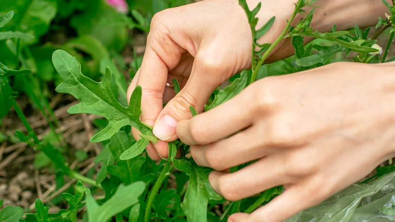 The Best Time To Harvest Your Arugula