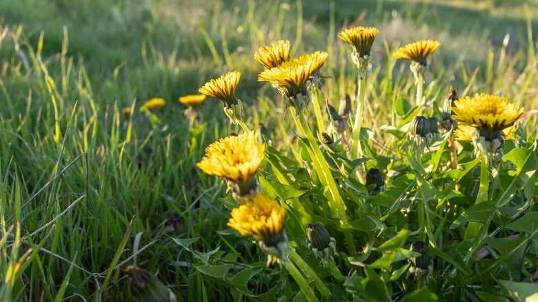 The Best Time To Kill Dandelions For Effective Weed Control