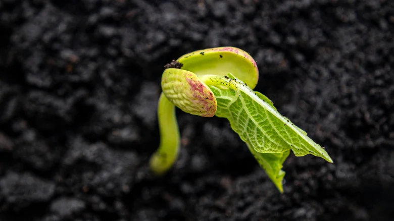 The Best Time To Plant Green Beans For A Healthy Fall Harvest