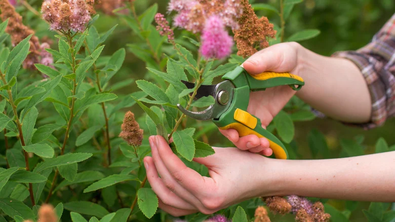 The Best Time To Prune Spirea To Keep Its Captivating Blooms Looking Their Best