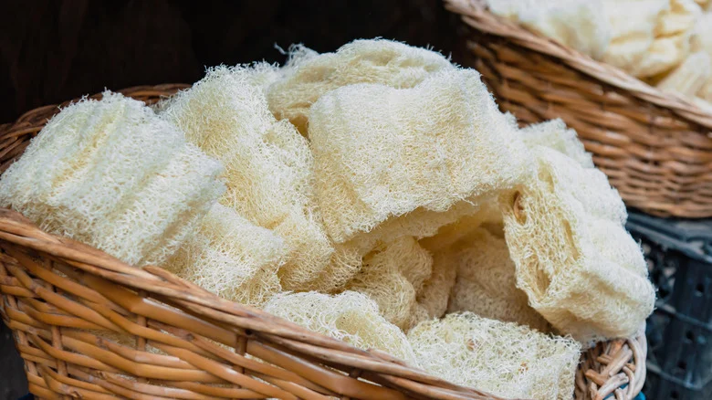 The Best Time To Start Growing A Loofah Plant For Sponges