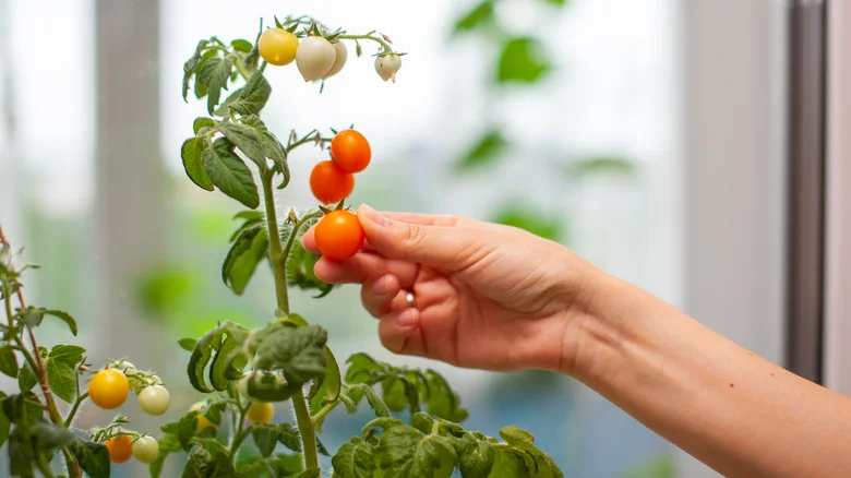 The Best Tomato Varieties To Grow In Cooler Climates