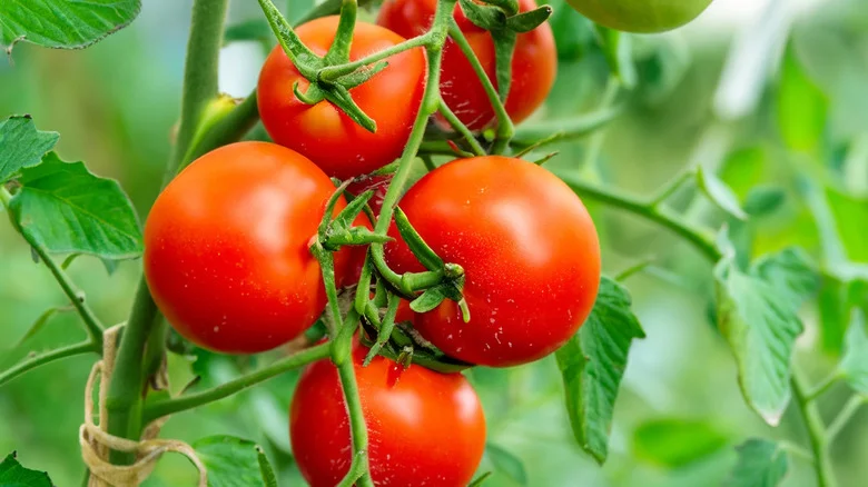 The Best Tomato Variety To Propagate (& The One You Should Leave Alone)