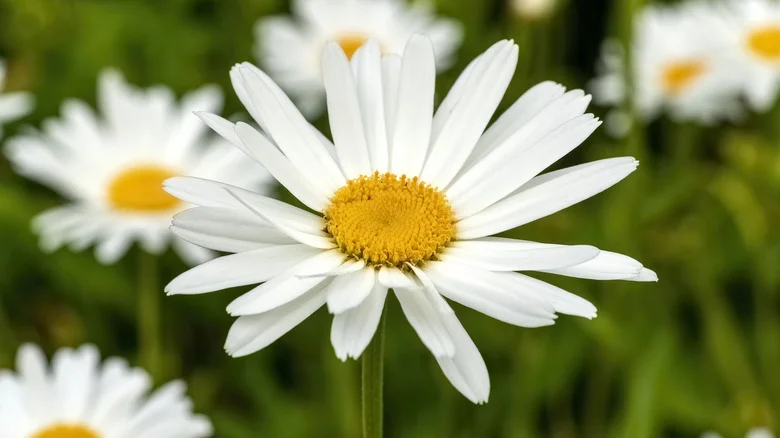 The Best Varieties Of Shasta Daisies To Enjoy Colorful Blooms All Summer Long
