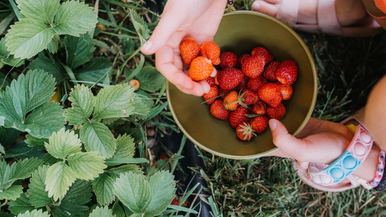 The Best Variety Of Strawberries To Grow In Your Container Garden