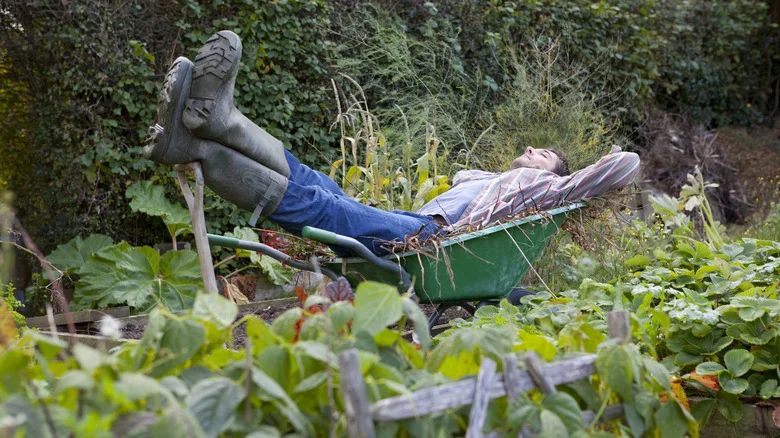 The Best Vegetable To Grow If You’re A Lazy Gardener