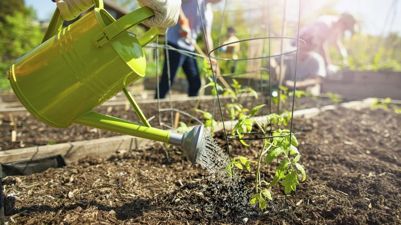 The Best Watering Technique To Avoid Garden Pests & To Give Your Plants A Healthy Boost