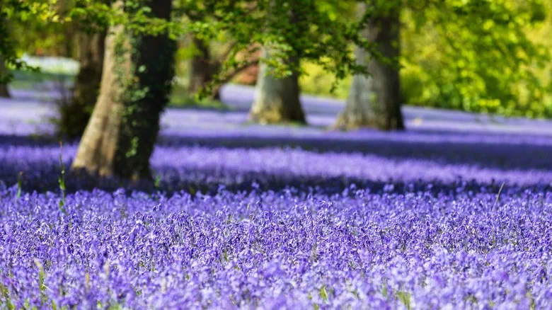 The Best Way To Care For Bluebell Flowers