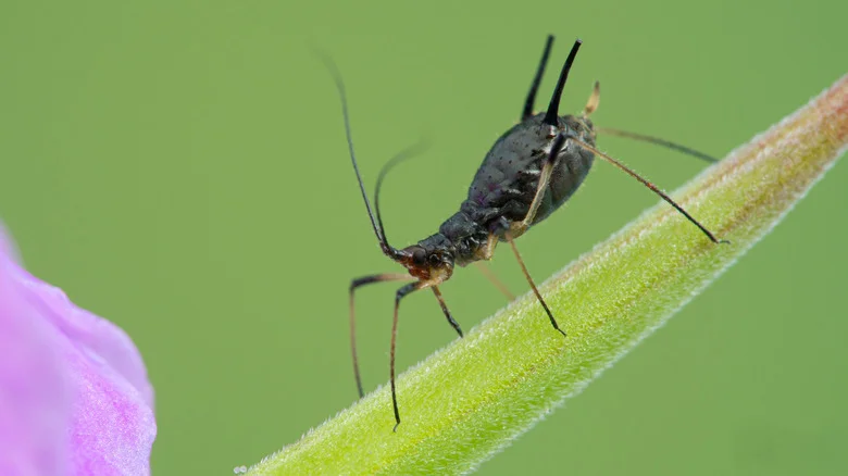 The Best Way To Evict Aphids From Your Precious Geraniums