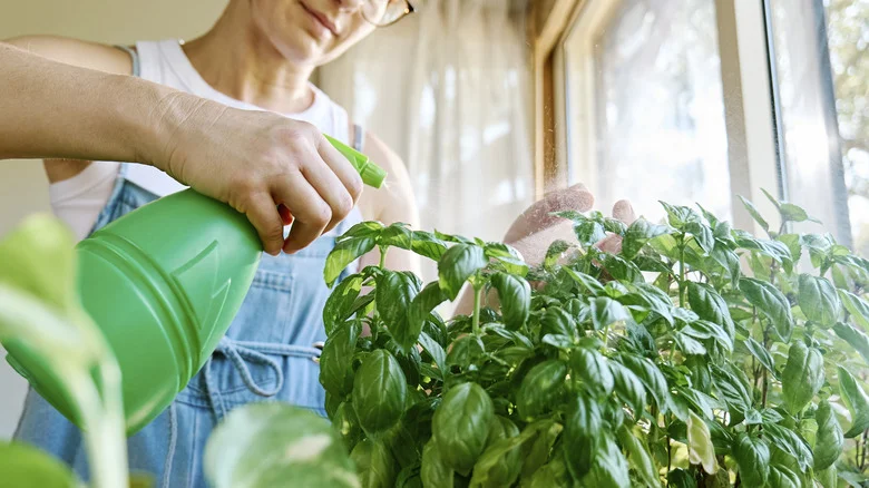 The Best Way To Fertilize Your Indoor Herb Container Garden