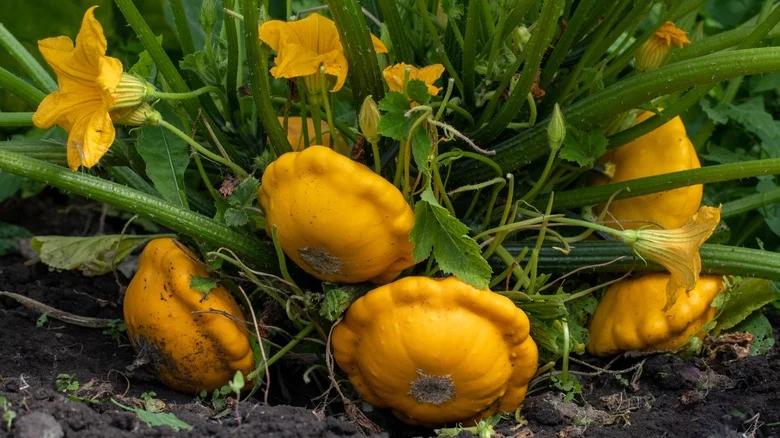 The Best Way To Grow Squash In A Crowded Garden
