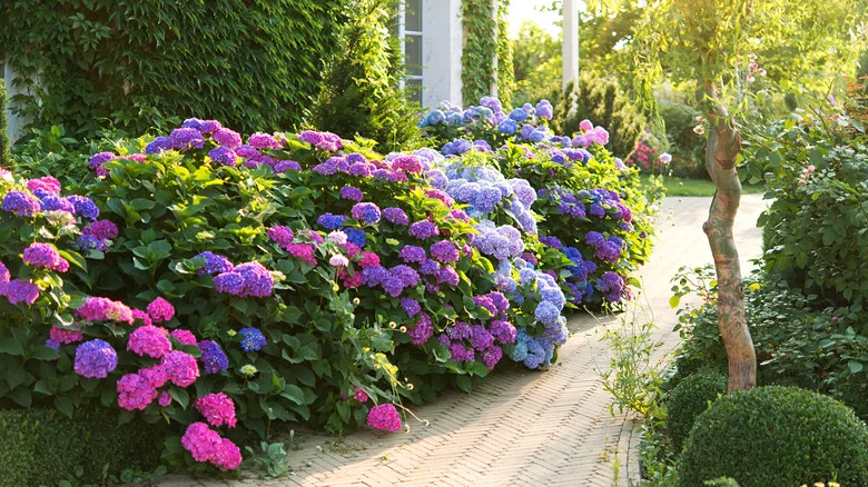 The Best Way To Harvest Hydrangeas So They Last Longer In A Bouquet