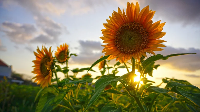 The Best Way To Harvest Seeds From Your Sunflower Plant