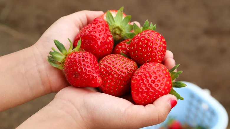 The Best Way To Harvest Strawberries For Juicy & Delicious Fruits