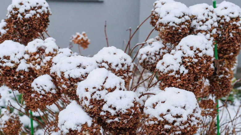 The Best Way To Insulate Hydrangeas During Cold Winter Weather