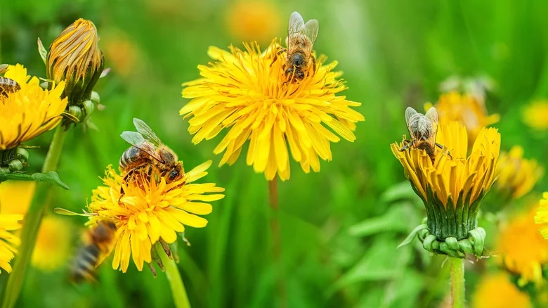 The Best Way To Mow Your Lawn To Keep The Neighborhood Bees Happy And Healthy