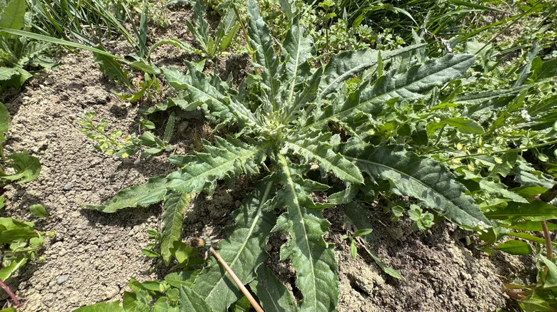 The Best Way To Prevent Invasive Thistle During Hot Summer Months