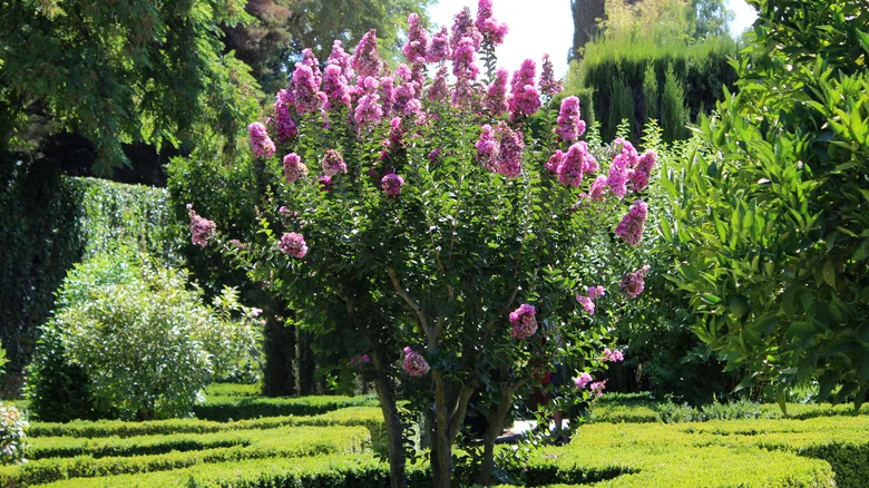 The Best Way To Propagate Crepe Myrtles For A Healthy, Colorful Yard