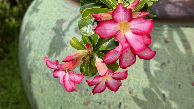The Best Way To Propagate Desert Roses To Multiply Your Blooms