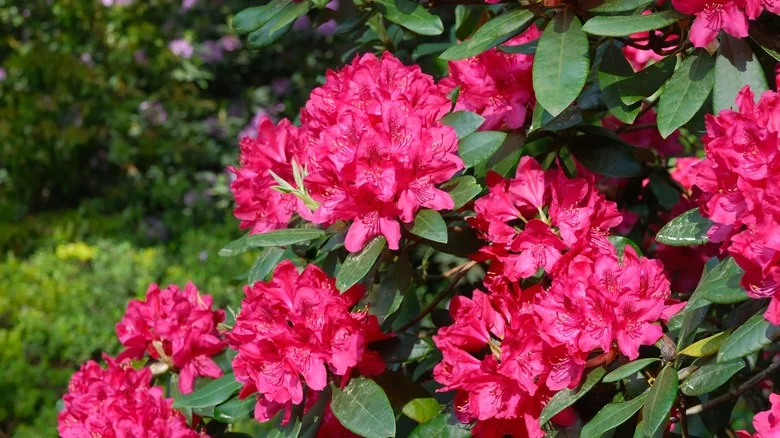 The Best Way To Propagate Rhododendron For More Gorgeous Blooms