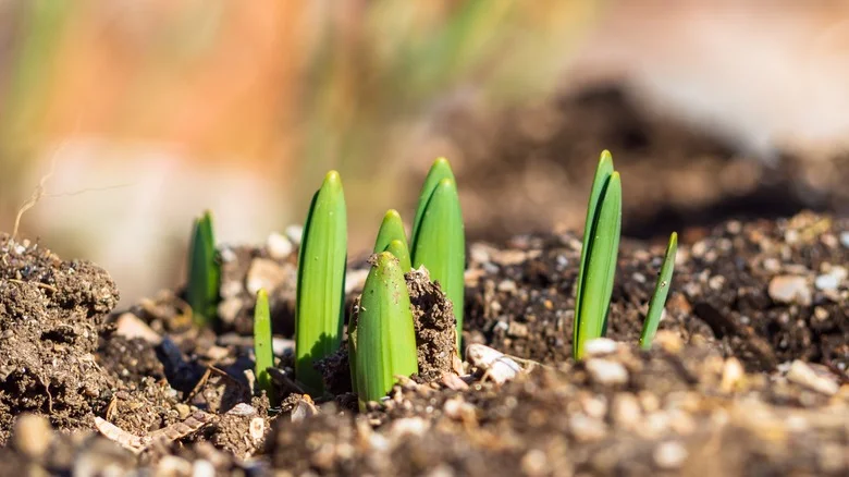 The Best Way To Protect Young Spring Bulbs In The Garden