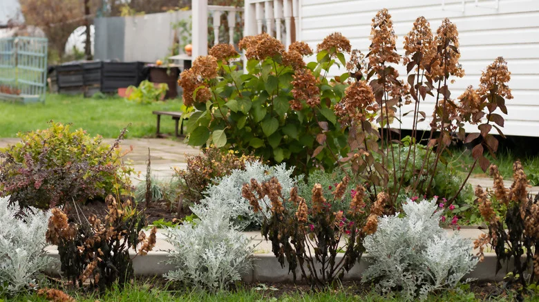 The Best Way To Prune Hydrangea Plants Suffering From Winter Damage