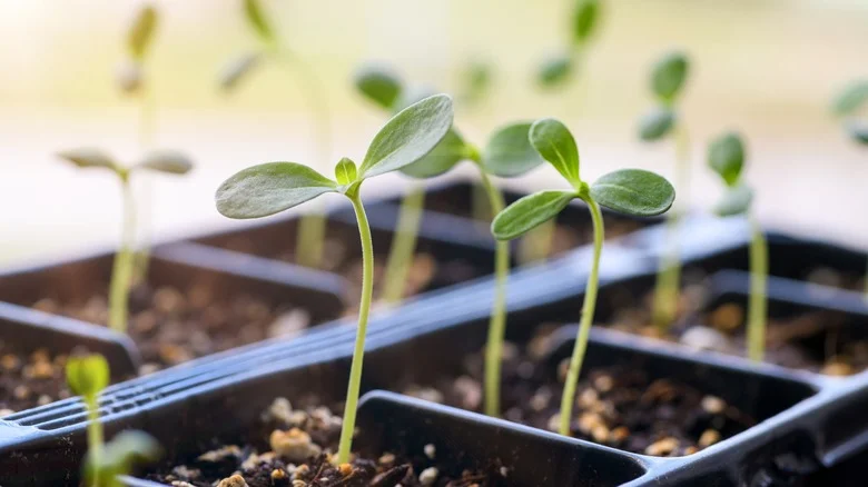 The Best Way To Remove A Baby Plant From A Six Pack Container