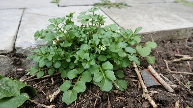 The Best Way To Remove Hairy Bittercress From Your Yard So It Doesn’t Take Over